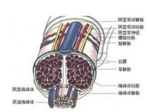 阴茎背神经阻断术