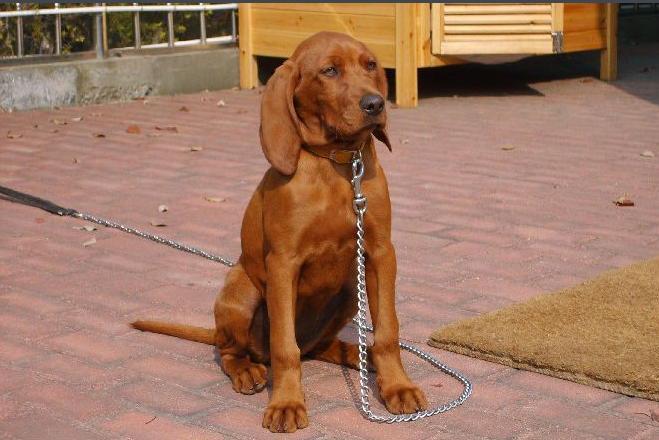 寻血犬 搜狗百科 寻血犬 搜狗百科