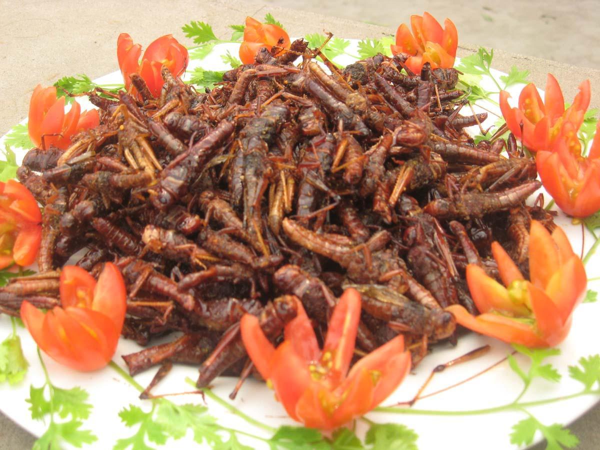 油炸蚂蚱是云南独有的一道风味小吃