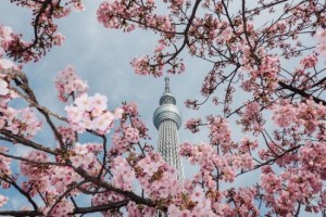 东京樱花