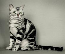 虎斑猫