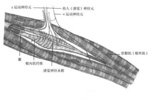 肌肉抽搐原理