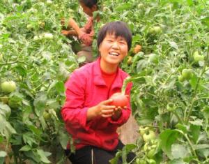 便仓镇-西红柿种植基地