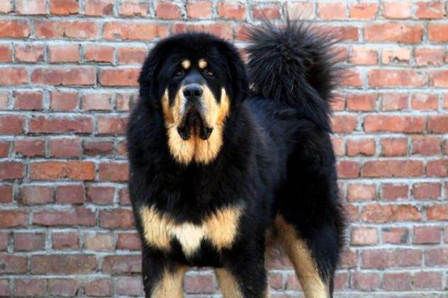 虎头藏獒 犬科犬属动物 搜狗百科