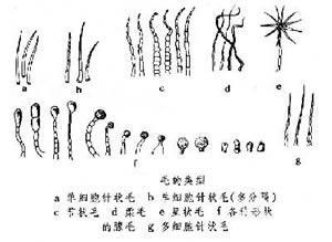 毛的类型