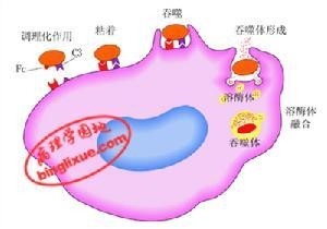 白细胞吞噬过程模式图