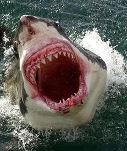 最著名的食人鲨鱼有大白鲨,虎鲨,白鳍鲨,恒河鲨和鳍头鲨
