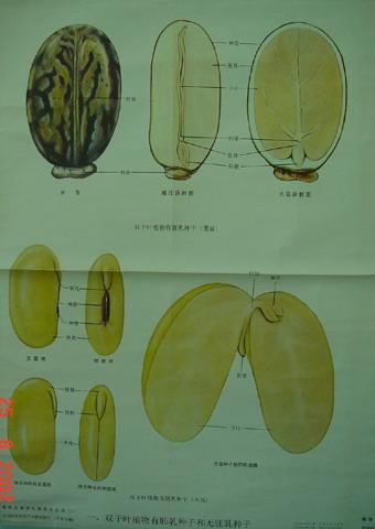 有胚乳种子 搜狗百科