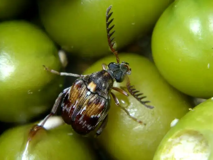 大绿虫子怎么吃最好 0