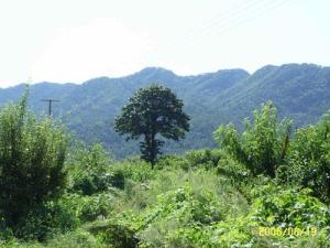 里口山风景