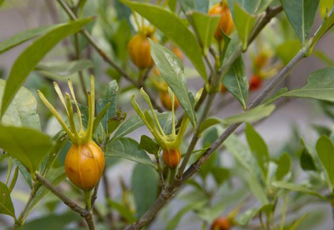 黄栀子(茜草科栀子属植物)