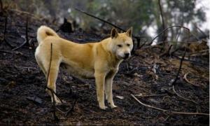 中华田园犬