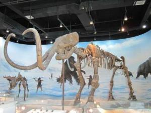 辽宁古生物博物馆——冰河期生物化石