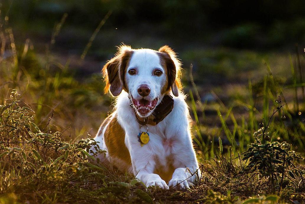 不列塔尼猎犬 食肉目犬科动物 搜狗百科