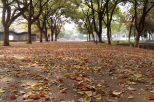 校园美景