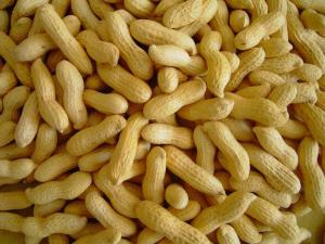 新昌花生小京生