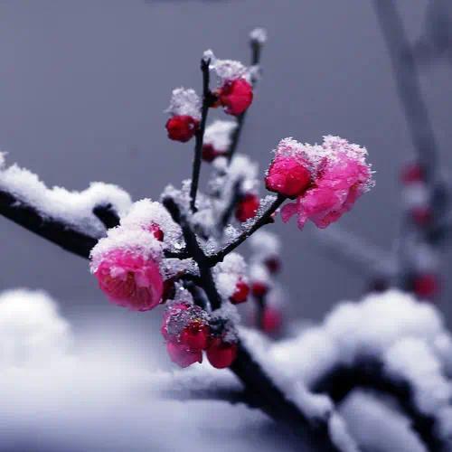 冬梅 蔷薇科梅 搜狗百科