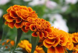 万寿菊花