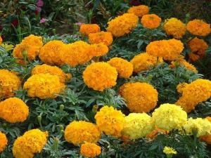 万寿菊花