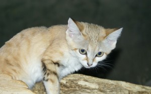 沙丘猫