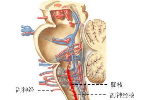 副神经_搜狗百科