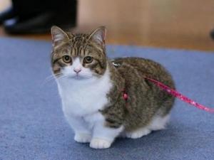 曼基康矮脚猫