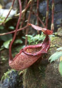 N. stenophylla × N. rajah