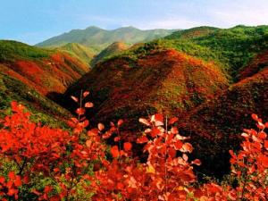 仲山生态森林公园