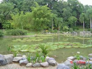 橄榄坝