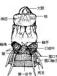 疣足