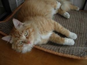 虎斑猫