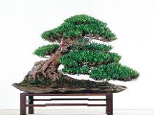 罗汉松盆景