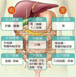 内脏器官对应疼痛图