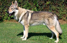 狼犬