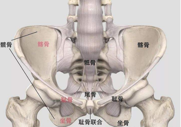 骨盆