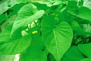 富国菜（即番薯叶）
