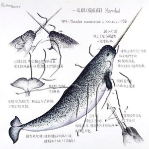 一角鲸的长牙