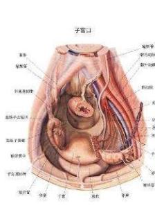 子宫内膜不规则脱落