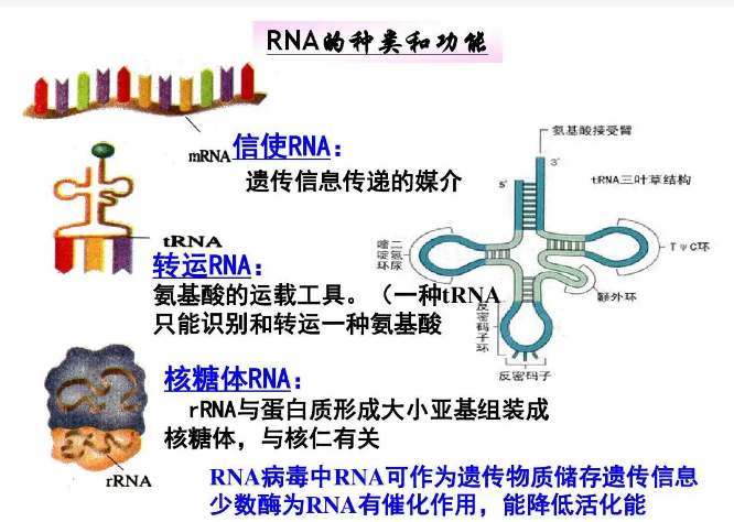 核糖体rna