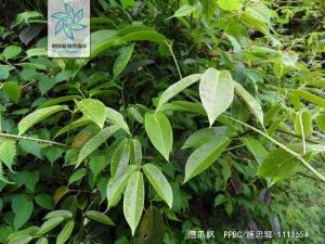 鹰爪枫枝叶