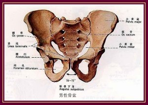 骶骨