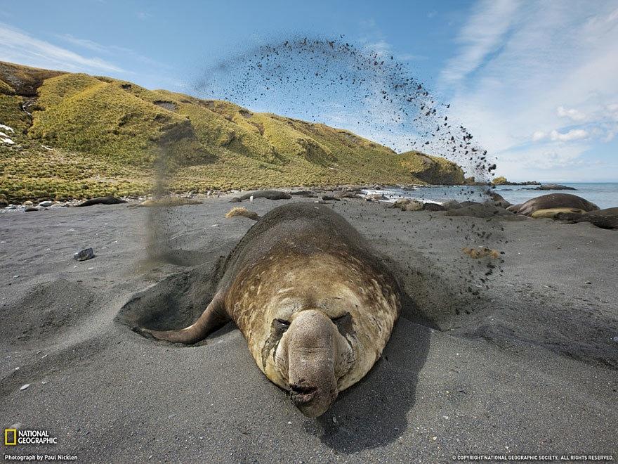 象海豹(elephant seal)属于哺乳纲,海豹科.是鳍足目中最大的种类.