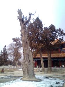 西岳庙风光（2）