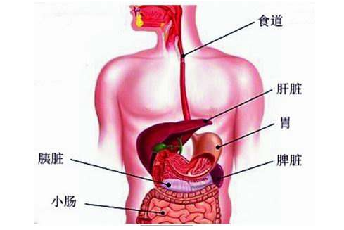 人体器官属性横于胃后,居脾脏和十二指肠之间[1]位置胰腺,胰岛组成