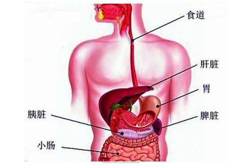 女生胰脏图片图片