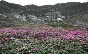 亚东县遍野的杜鹃花海