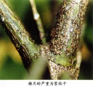 糠片蚧危害枝干