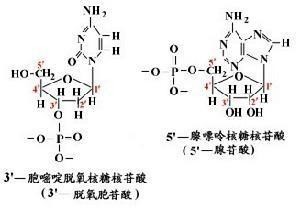 碱基