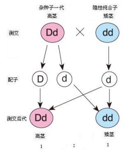 测交实验的遗传图解图片