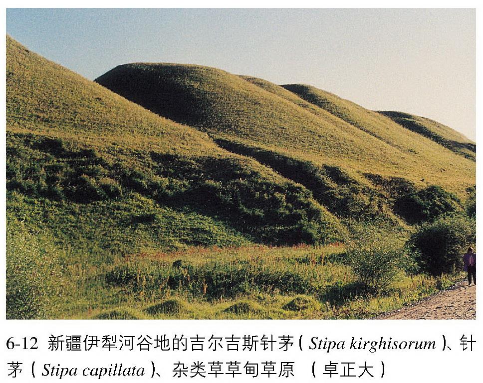 温带草甸草原 搜狗百科